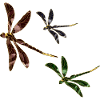 Libellules