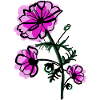October birth flower Cosmos