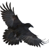 Fly Away Fliegender Polygon Rabe