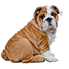 Bulldog