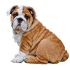 Bulldog