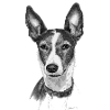 Podenco/Shorthaircollie drawn