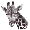 Giraffenkopf gezeichnet