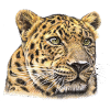 Guépard Aquarelle
