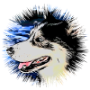 Husky