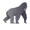 Silberrücken | Gorilla