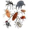 Pests Insect Pets Vermin