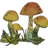 Mushrooms