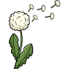 Dandelion