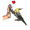 Nymphensittich amour oiseau perroquet