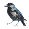 Crow
