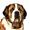 Saint Bernard 2