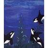 Orcas