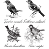 birds