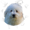 Coton de Tulear - Coton de Tulear Hund