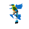 Nicaragua Guardabarranco, nicaragua