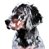 Setter Englisch