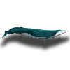 whale