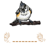 Wachtel Wachteln