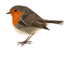 Polygon-style robin - native bird
