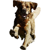 jumping running dog