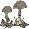 Mushrooms