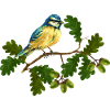 Sikorka-Vogel