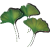 Ginko leaves/Ginkgo leaf