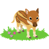 Wild boar