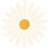 Margerite blossom