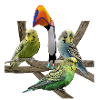 Budgerigars