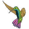 Hummingbird