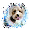 Havanese,Bolognese,Malteser,Dog,Graffiti,Malere