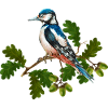 Bunte Vogel