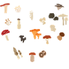 Mushroom collector