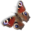 Peacock Butterfly