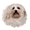 Havanese,Bolognese,Malteser,Dog,Graffiti,beige