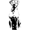 Dogo Argentino