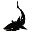 Requin Shark