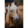 Haflinger