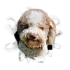 Lagotto Romagnolo - Lagotto Romagnolo Dog
