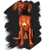 Rhodesian Ridgeback on black background