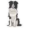 Border Collie gåva