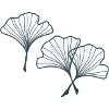 Feuilles de ginko
