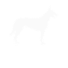 Hollandse Herder Dutch Shepherd