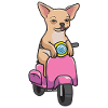 Chihuahua on motorcycle