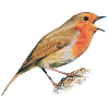 Redthroat Bird Robin