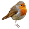 Rotkehlchen Robin