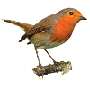 Redthroat1 Robin