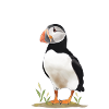 Puffin monk